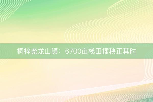 桐梓尧龙山镇：6700亩梯田插秧正其时